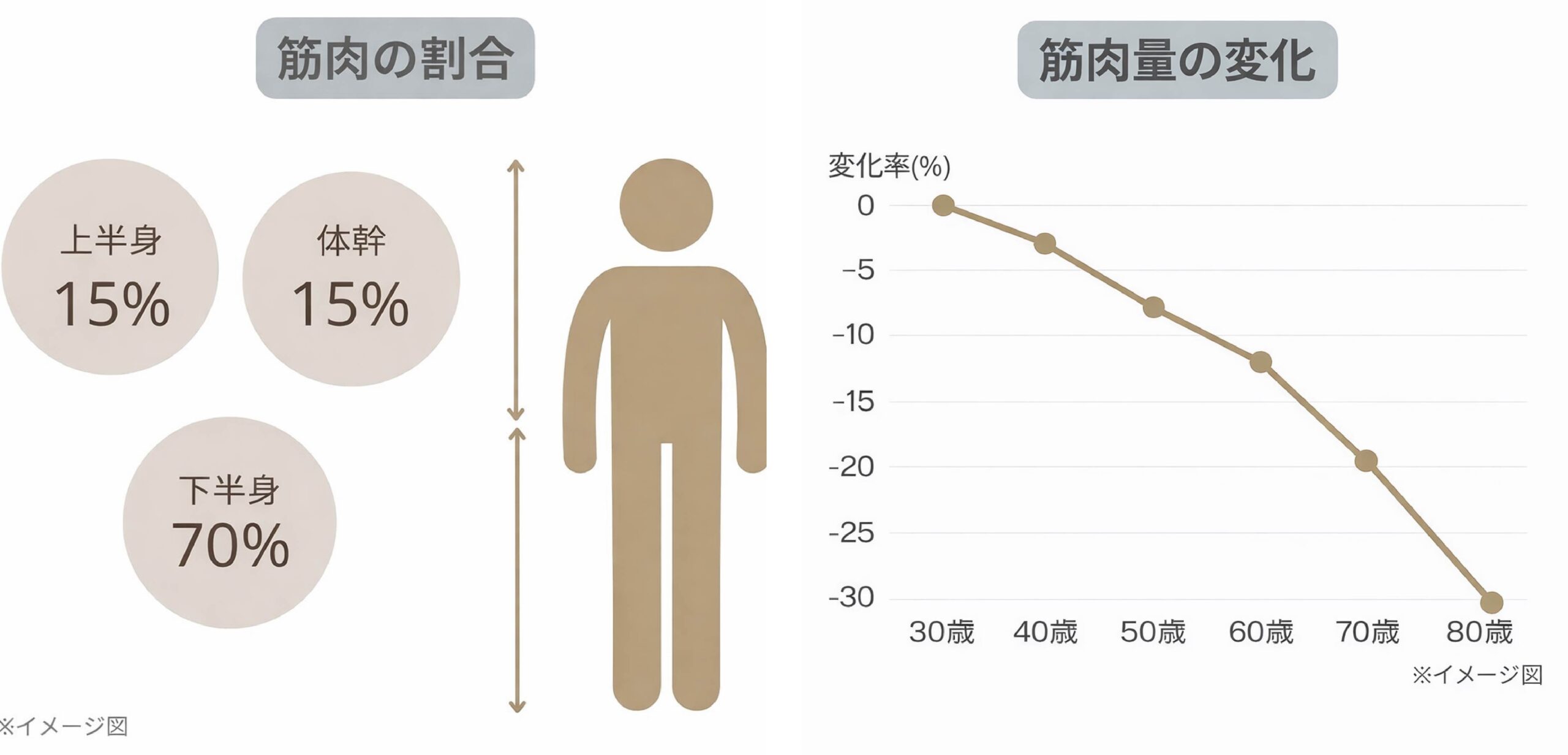 筋肉量の変化グラフ